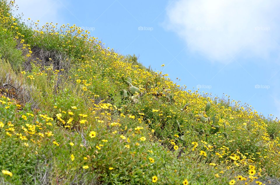 Hiking trails