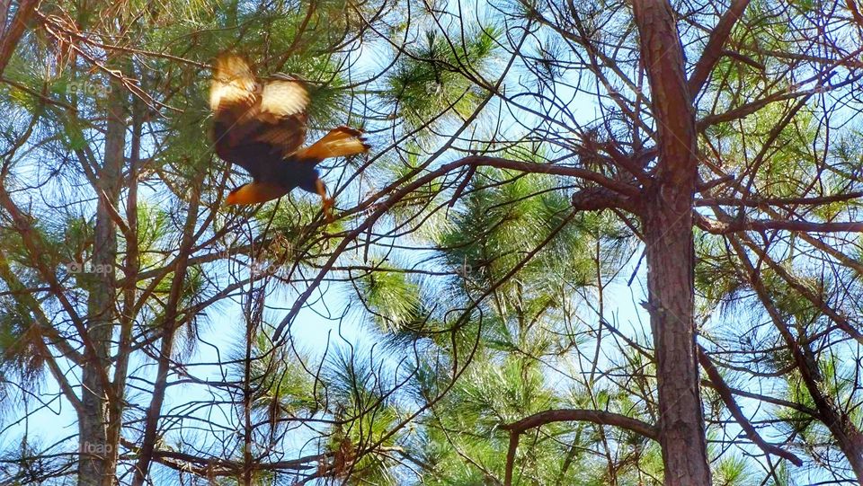 árvore tree bird pássaro