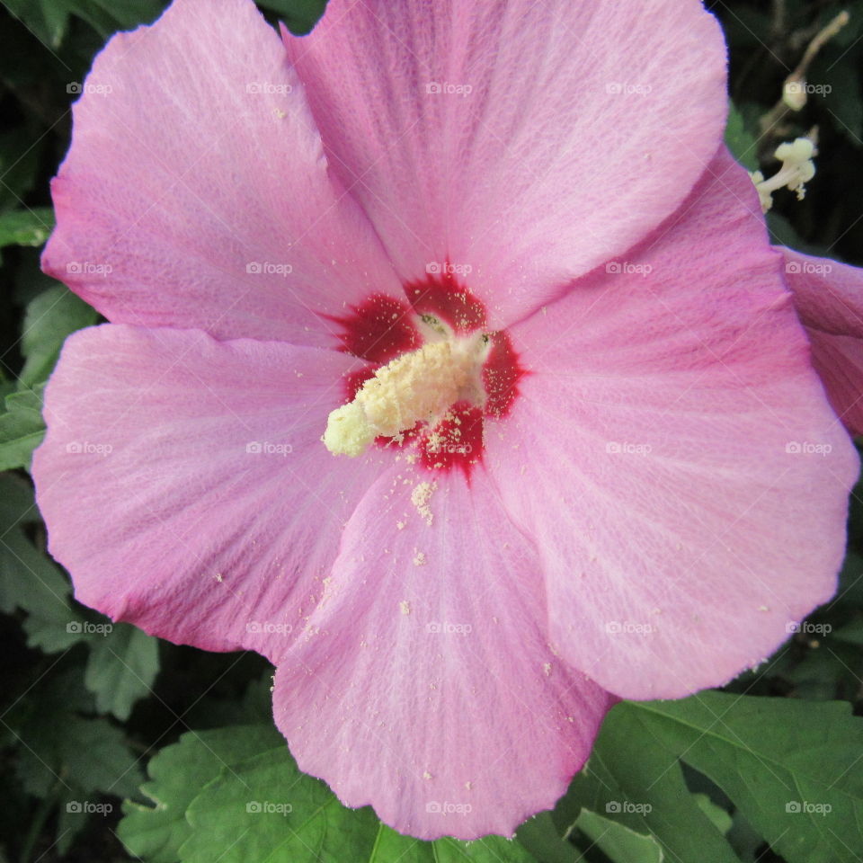 Pink Rose of Sharon blossom.