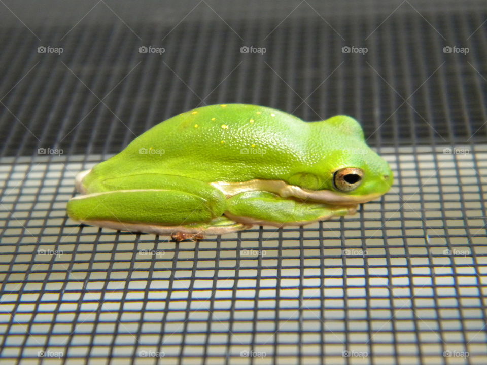 Frog, No Person, Amphibian, Leaf, Nature