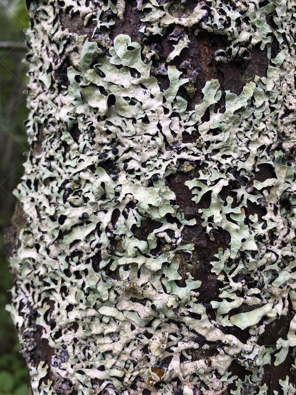 Lichen on a tree