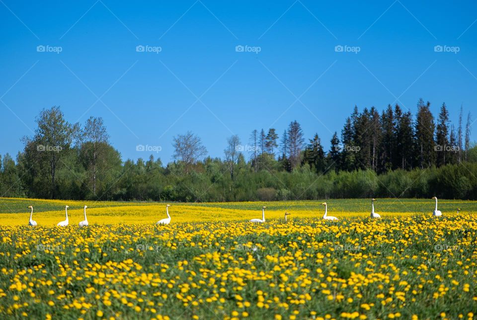White geese in a meadow of blooming dandelions