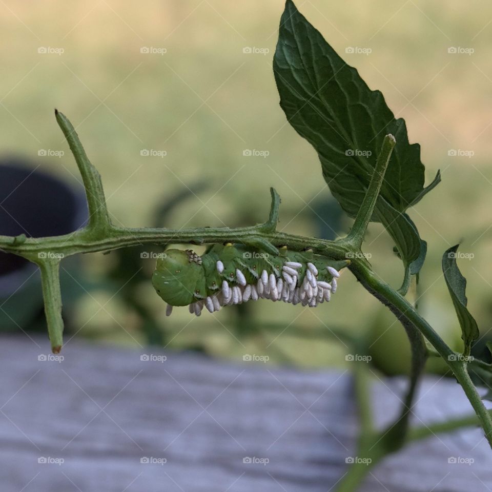 tobacco hornworm with parasitic wasp cocoons feasting on my precious tomato plants