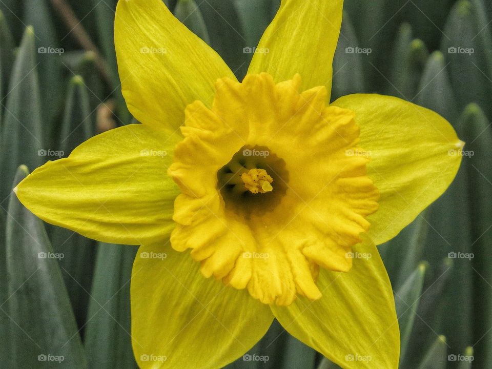 Daffodil