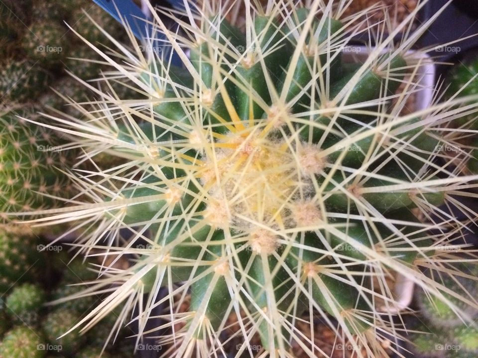 Cactus with thorny spikes.