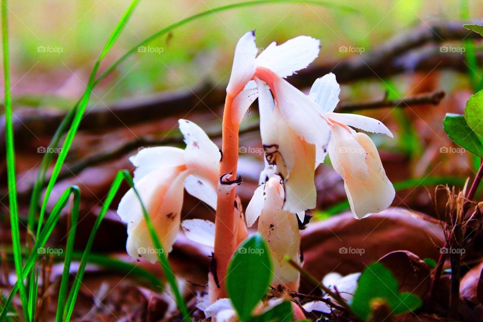 Emerging bloom from the ground