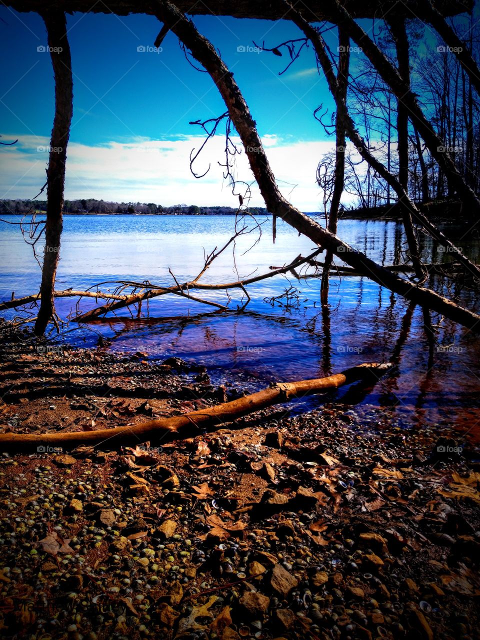fallen tree over the water