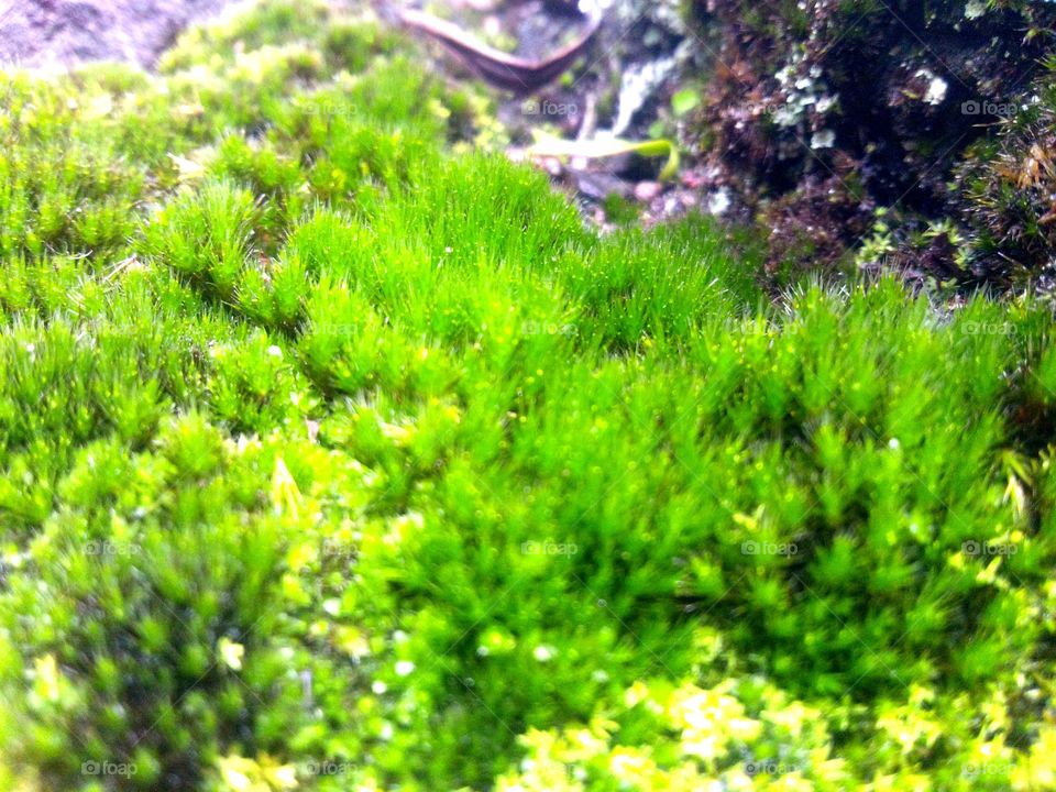 Spiny moss