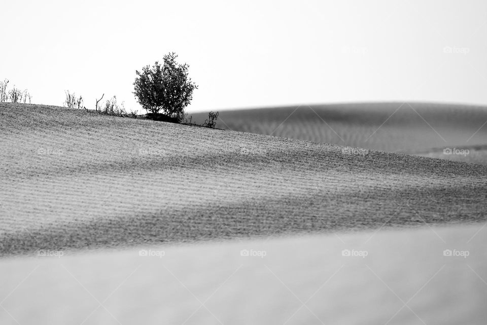 Shrub in the desert. Minimalism.