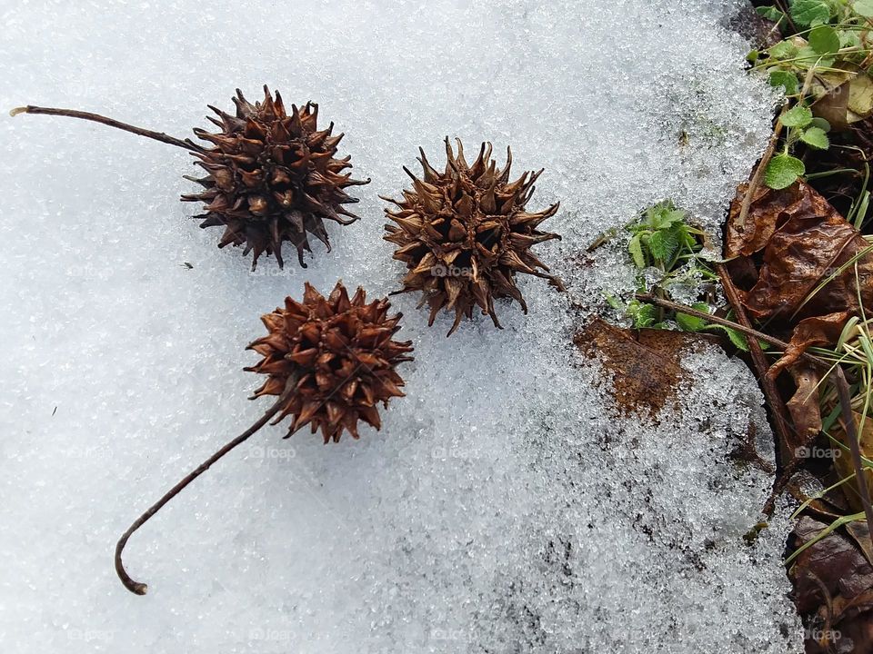 seeds on snow