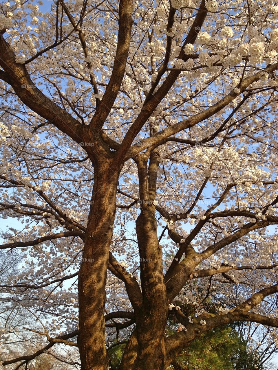 Cherry Tree in Bloom at Sunset