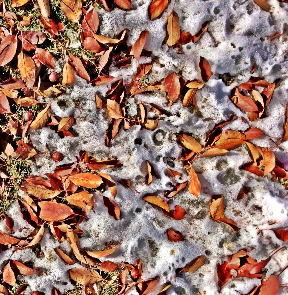 Snow covered leaves . An early snowfall blends with fallen autum leaves