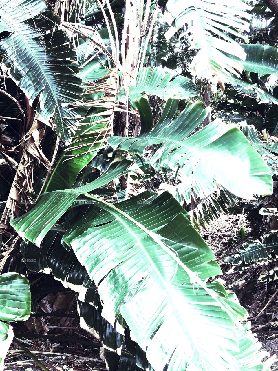 Nature, Leaf, Tropical, Environment, No Person