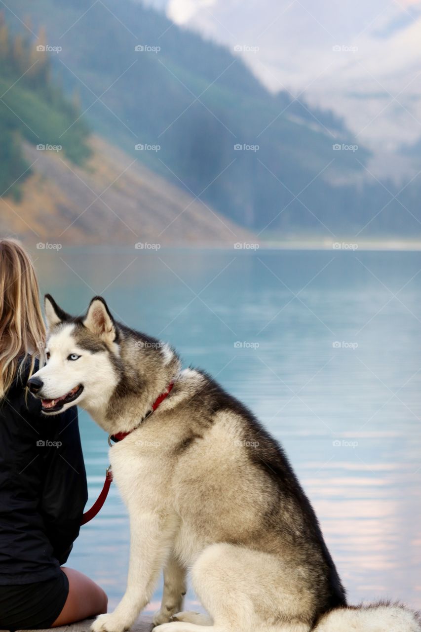 Blue eyed husky dog sitting beside person at lake Louise in Banff Alberta 