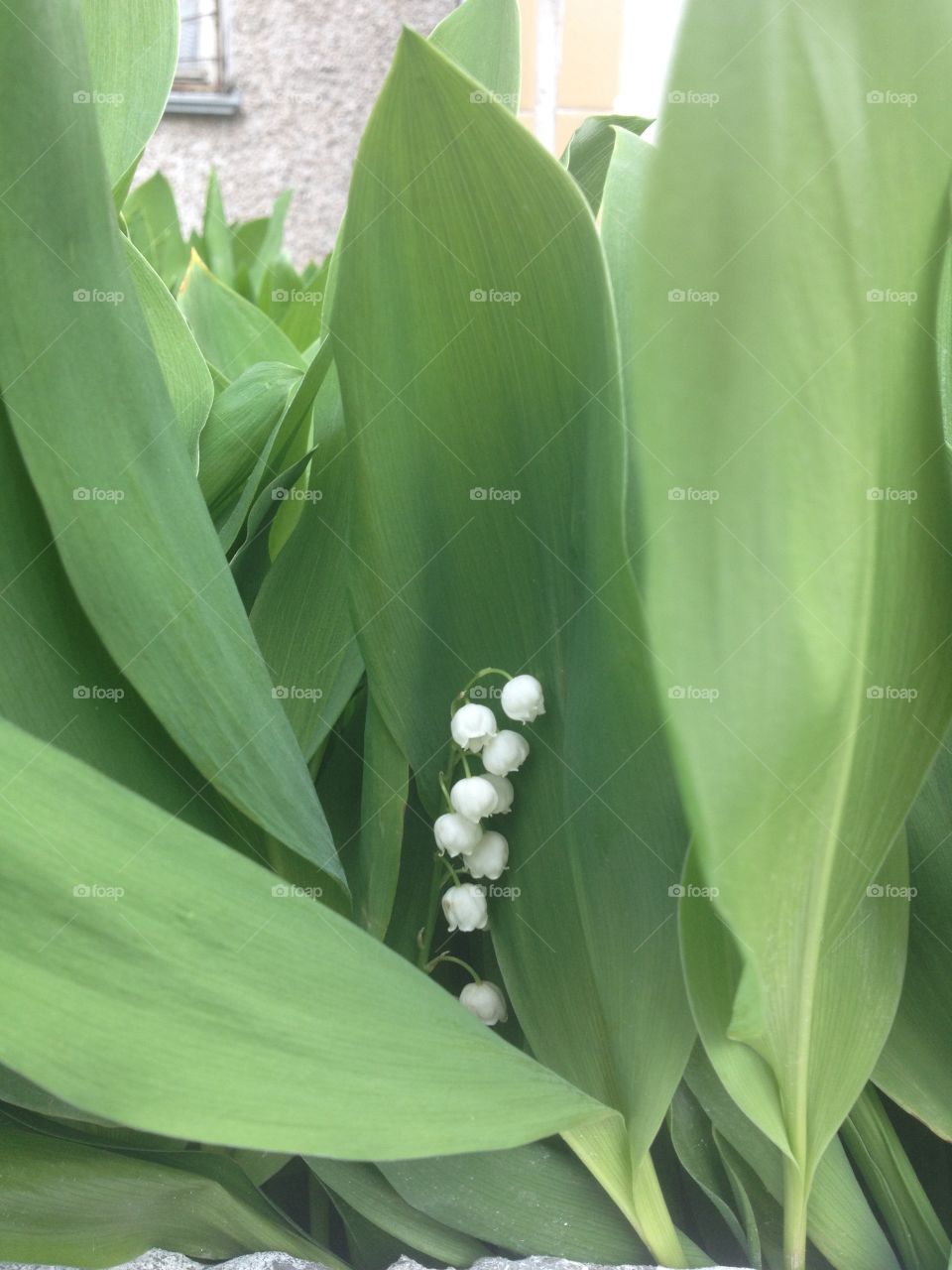 Green leaves with white flowers