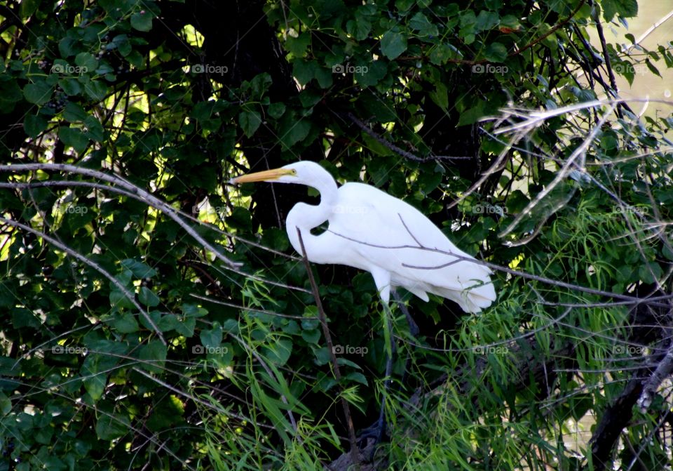 White Heron