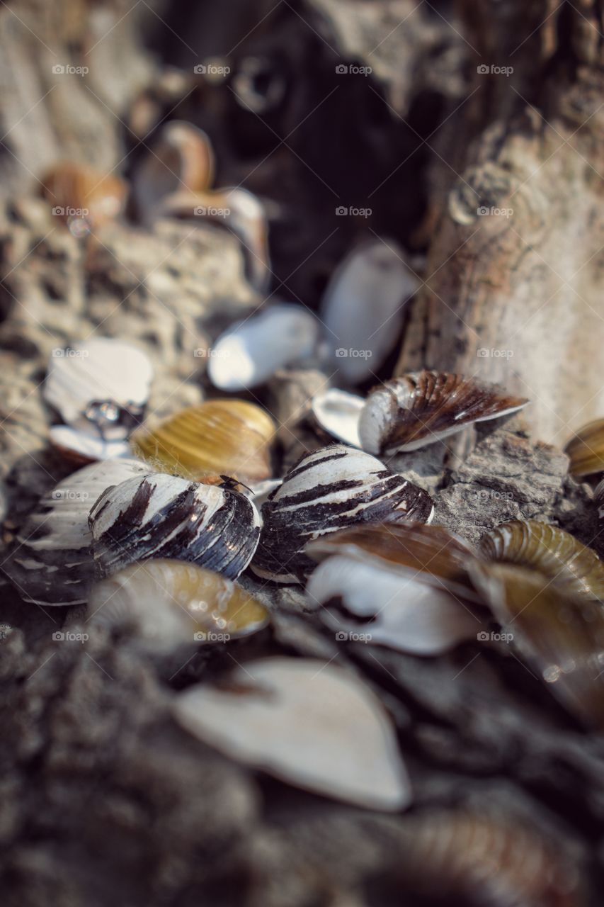 shells