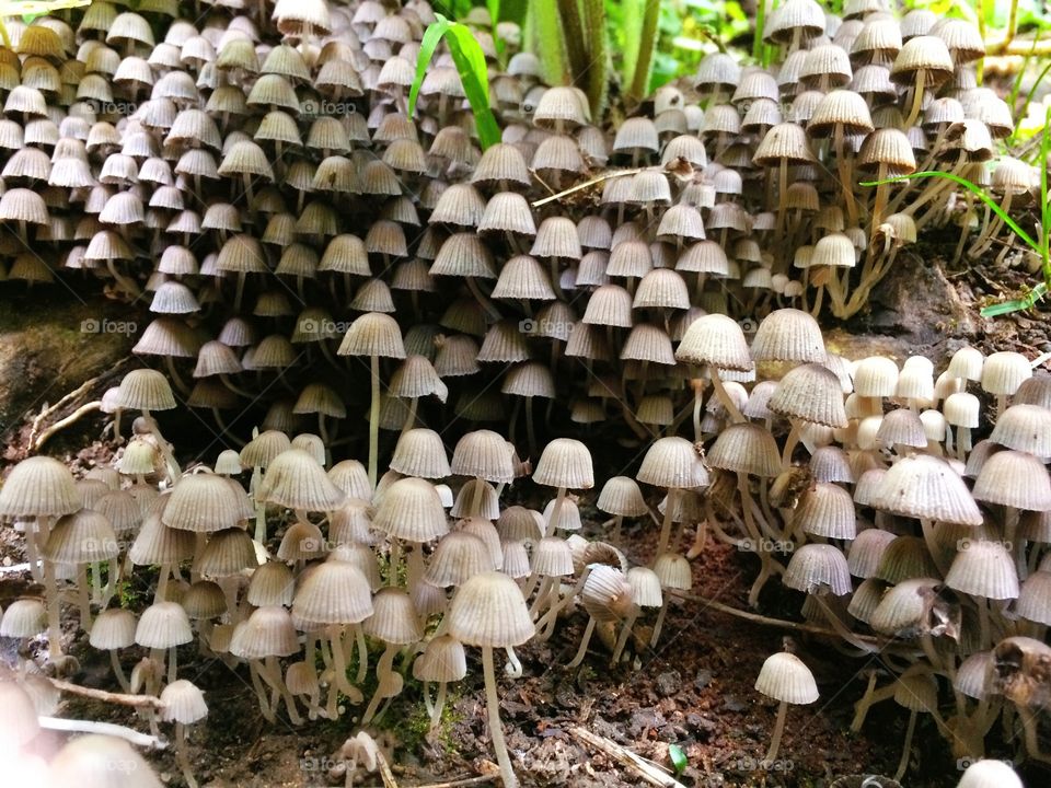 Tiny Mushroom Forest 