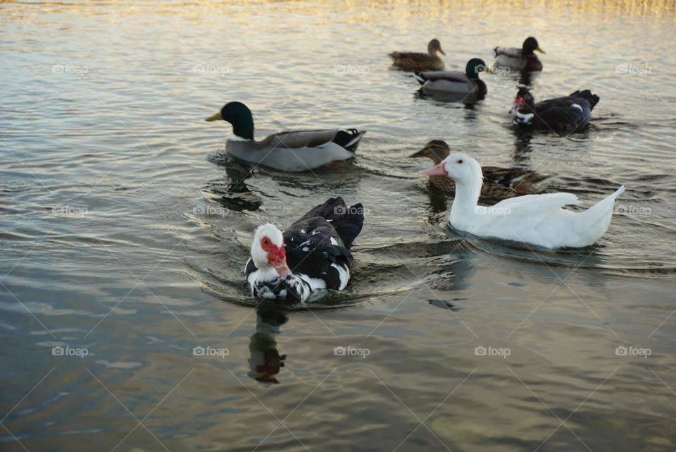 Ducks#colors#lake#water#nature