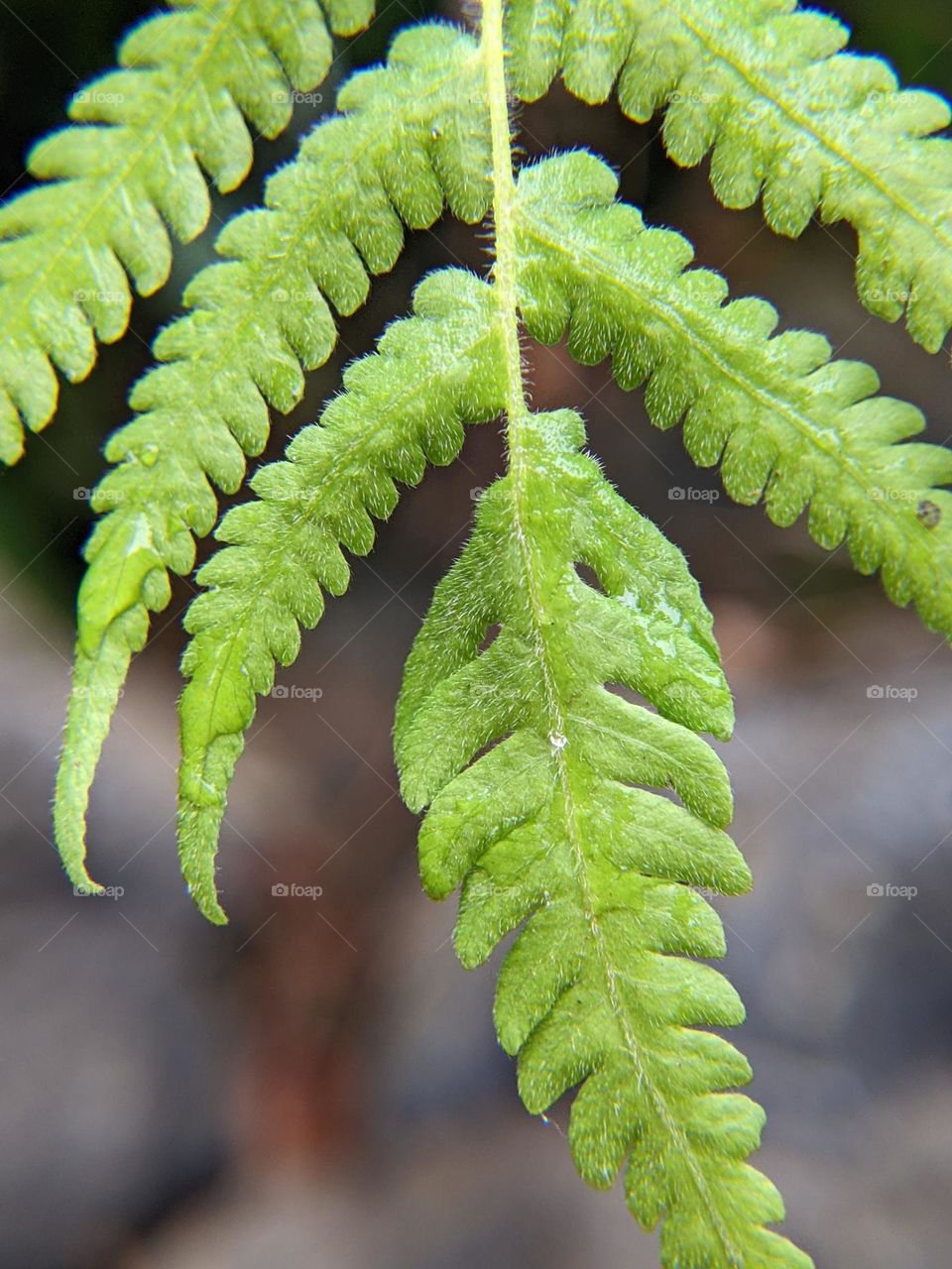 fern leaves🪴