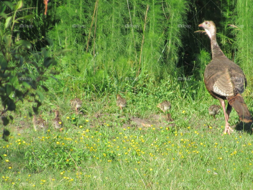 Turkey with poults