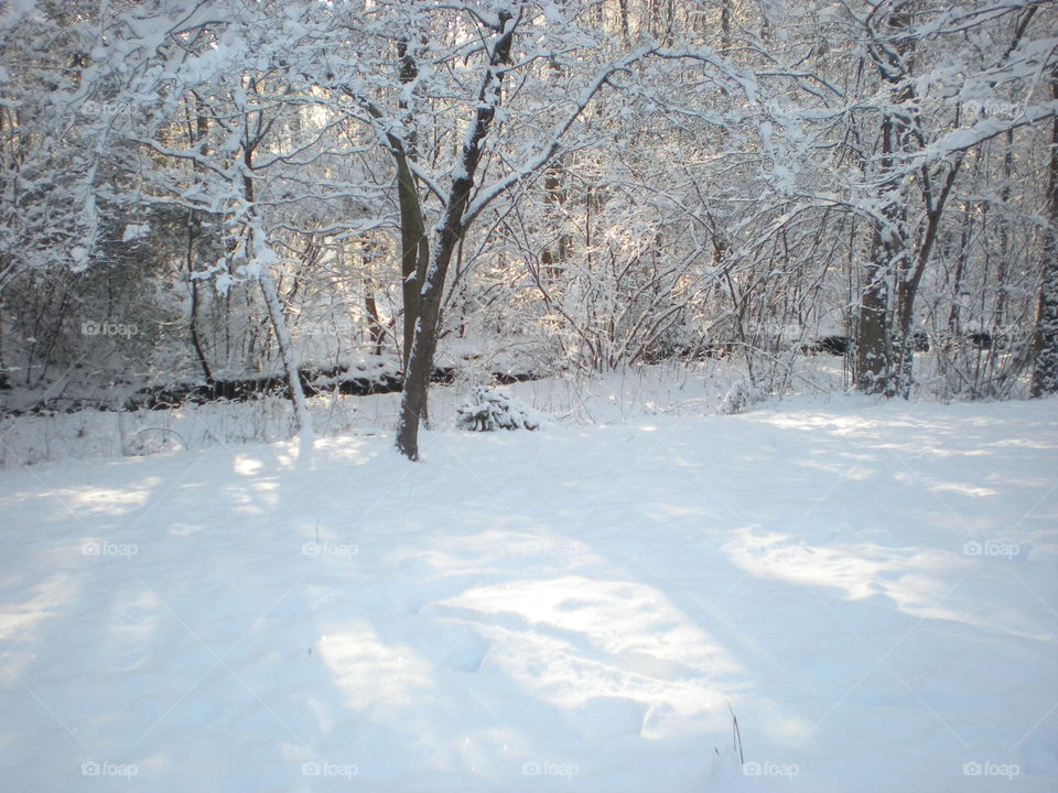 snowy woods. snowfall in forest