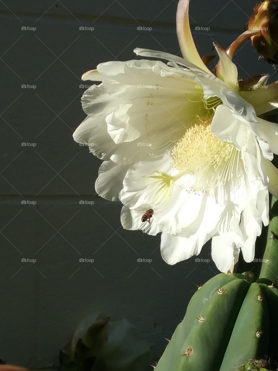 Trichocereus flower versus the bee