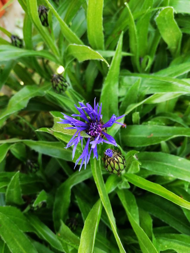 my garden