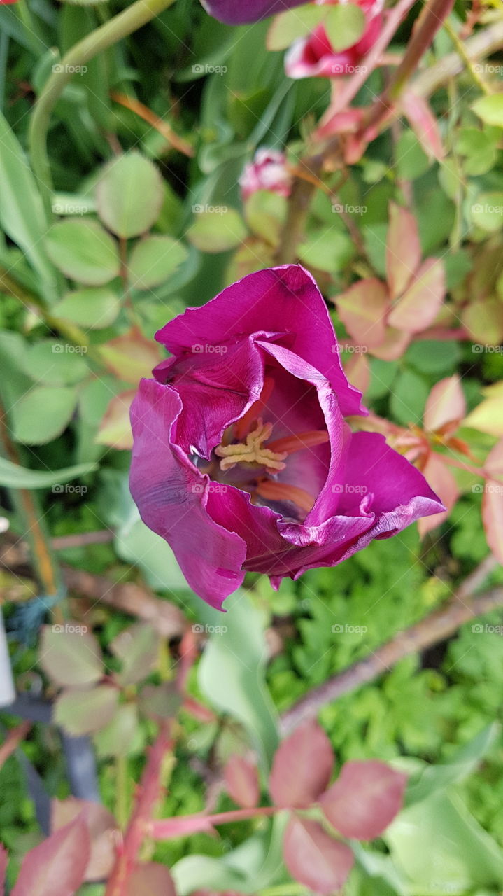 amazing tulip