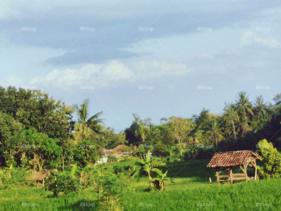View of rice fields and surroundings
