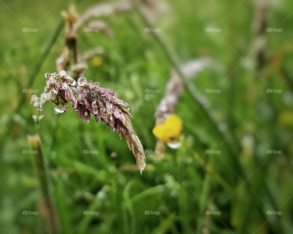 Grass seed