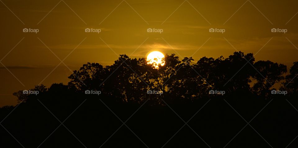 treeline sunset