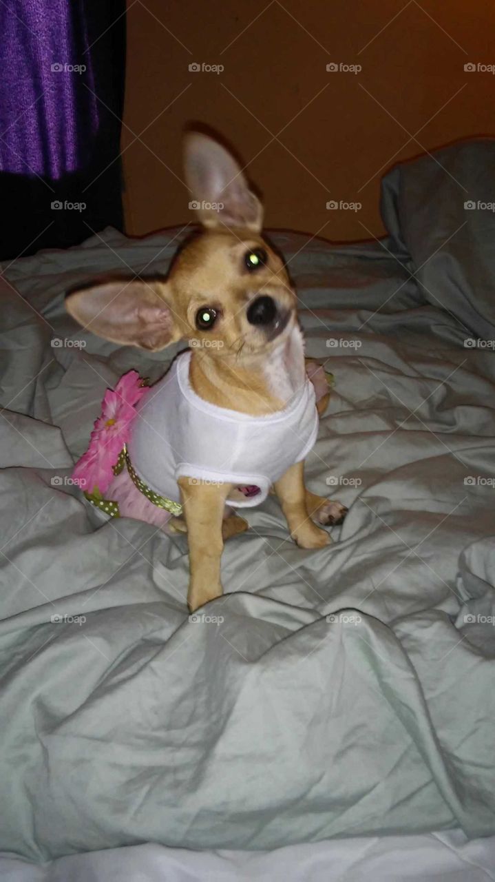 Sweet puppy in a cute little dress