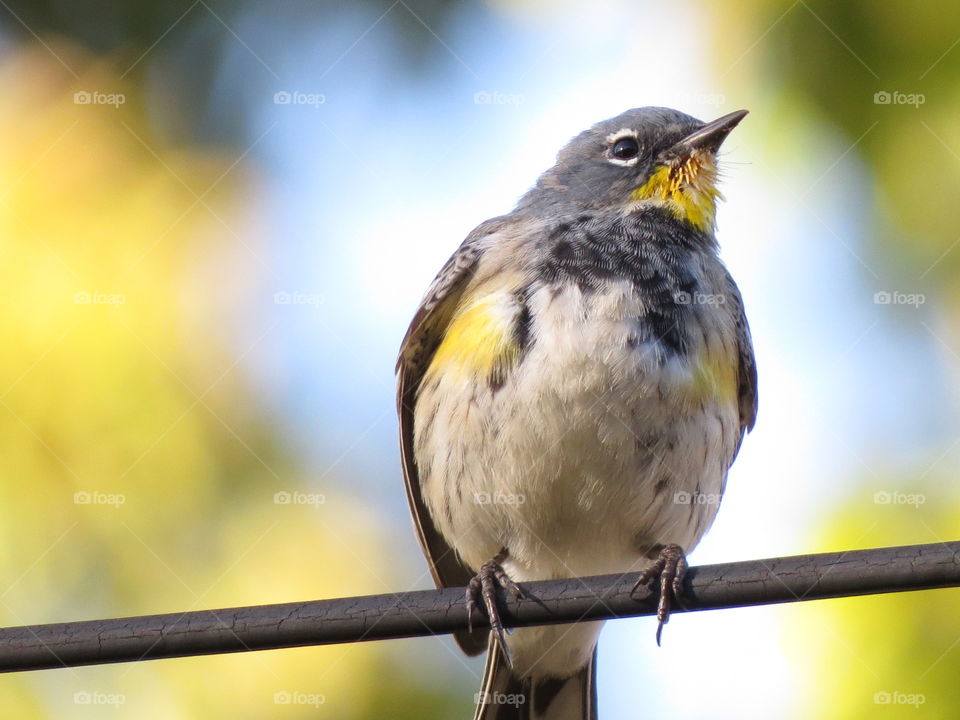 Yellow rumped warbler, king of the yard.