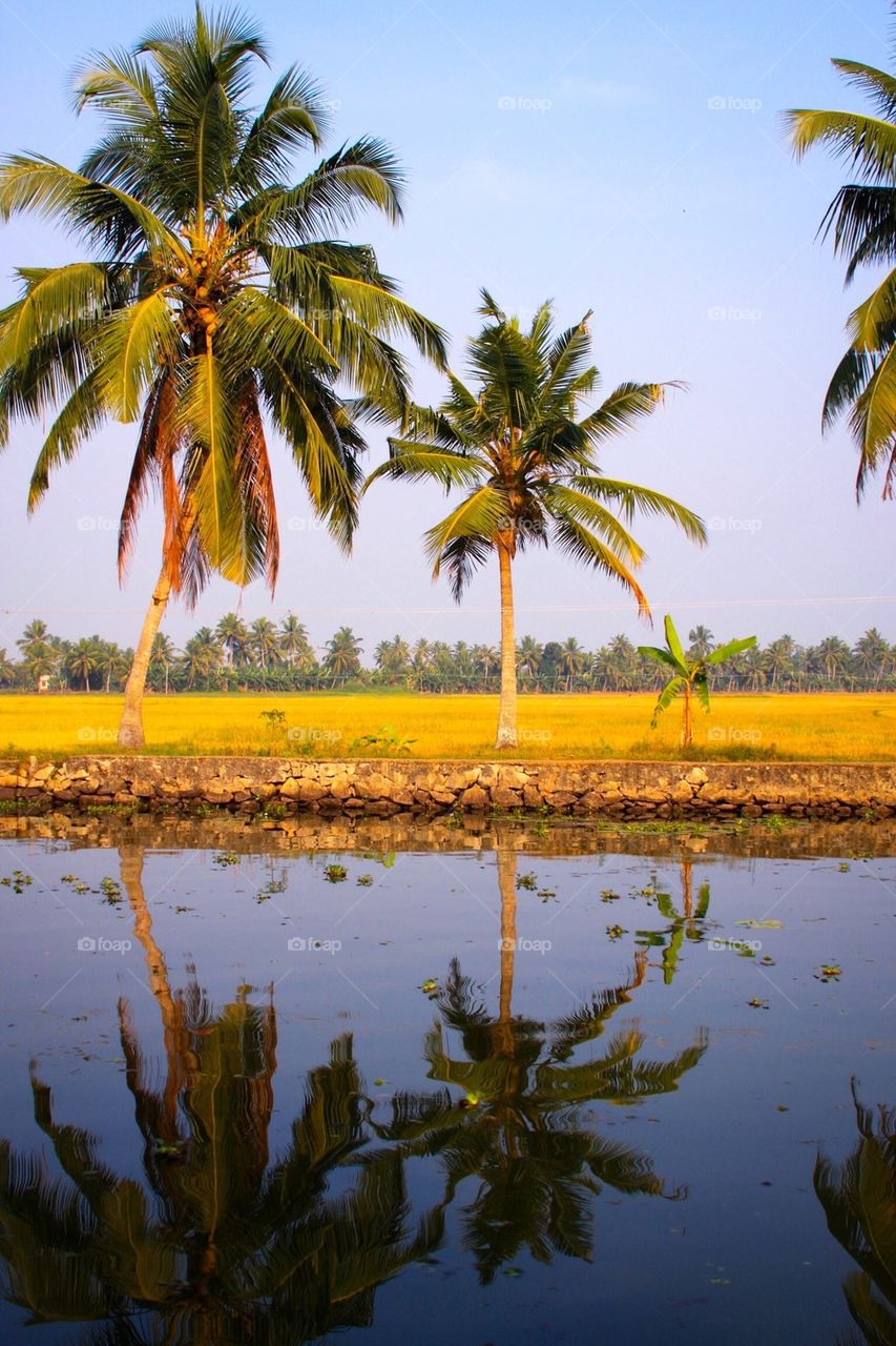 Palm trees by river in India
