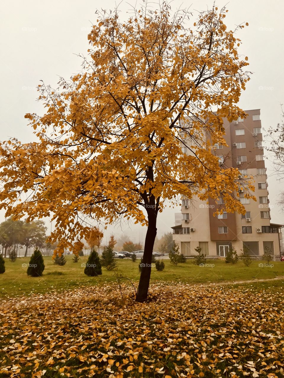Just a tree in the Fall. 🍁