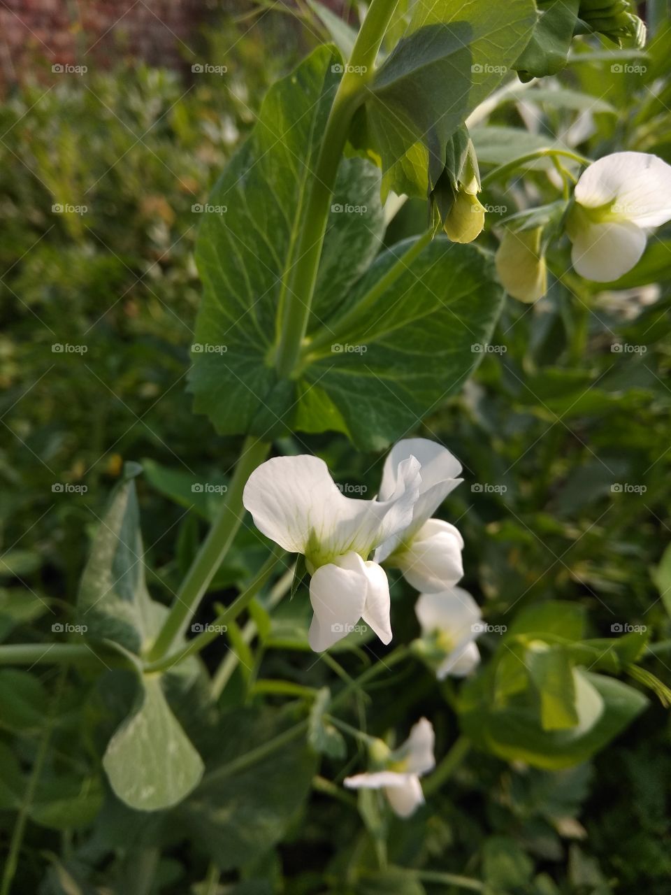 white flower