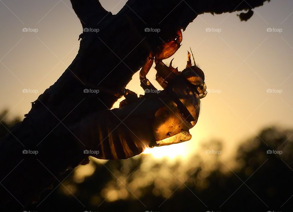 Cicada dusk. Cicada shell with setting sun