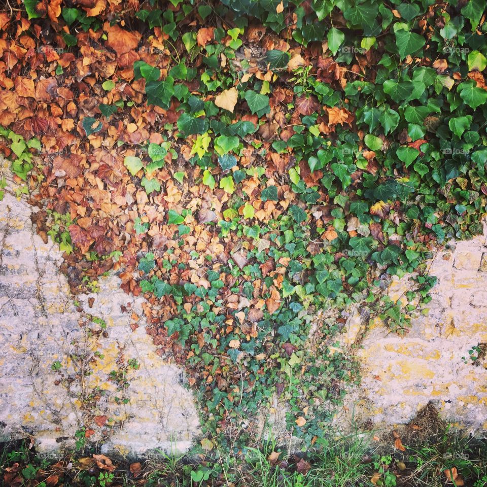 Ivy wall 