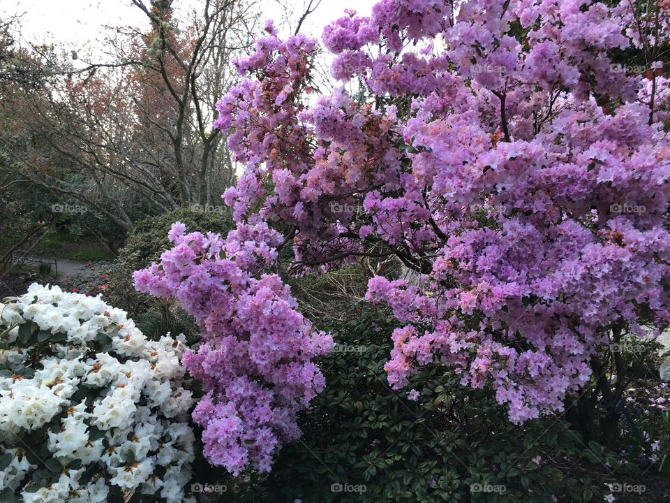 Flowers growing on the plant