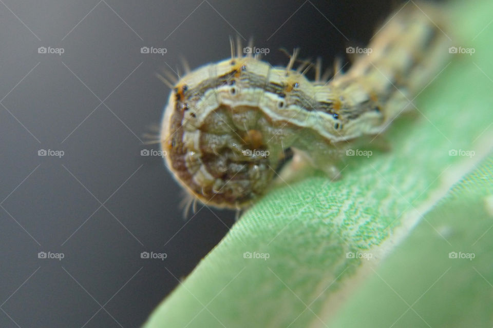 caterpillar worm creepy crawlies nice pet by silverlight