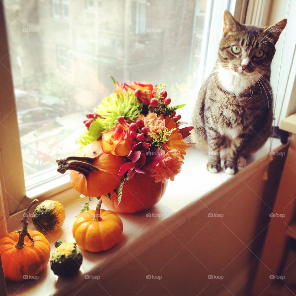 Cat with Autumn Flowers