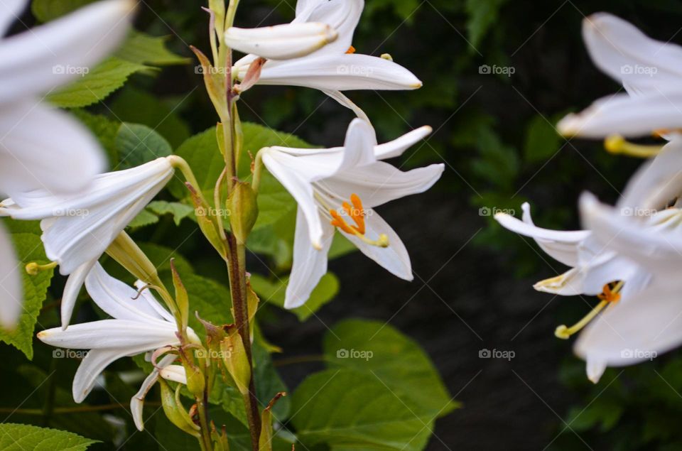White Lilium 🌱