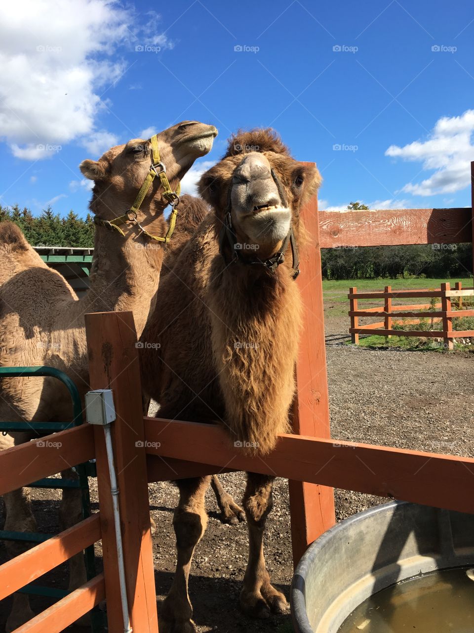 Two sassy camels. They live in a rescue farm. Both are quite majestic. One is fluffy and the other has quite short corse hair. 