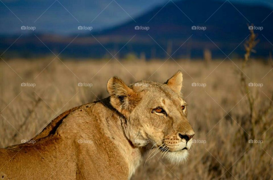 Lion Queen
