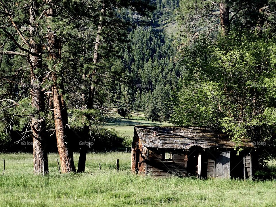 An old homestead amongst the ponderosa pine trees and hills of the Ochoco National Forest in Central Oregon on a sunny summer day. 