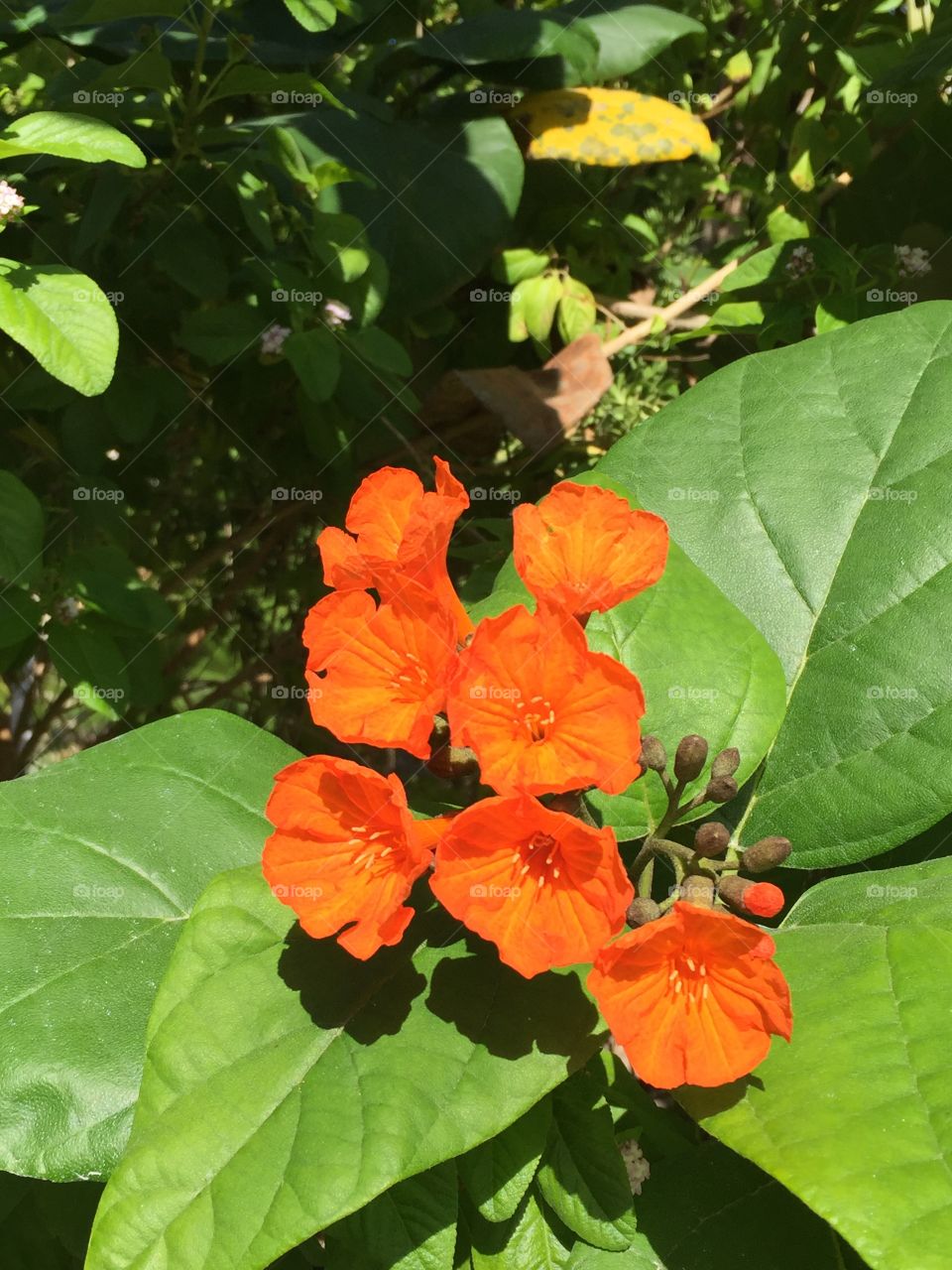 Orange on green Flowers
