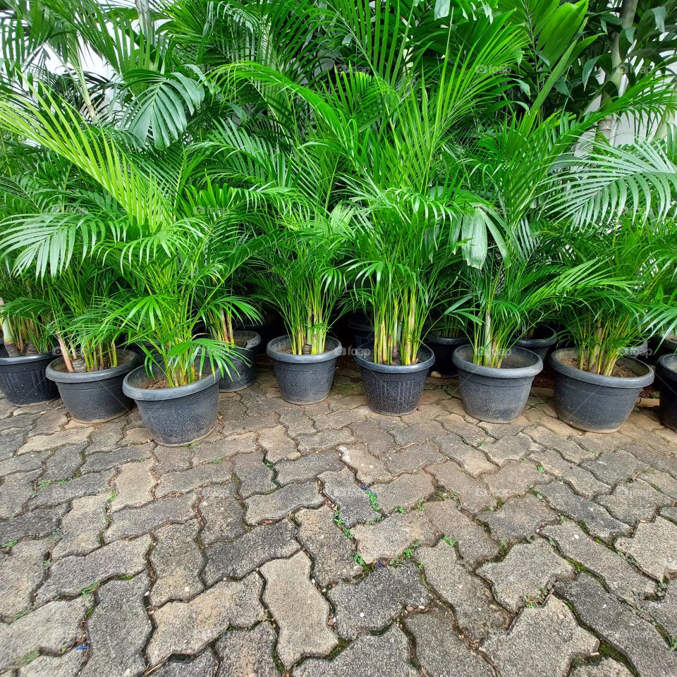 palm plants ready to be moved to the garden