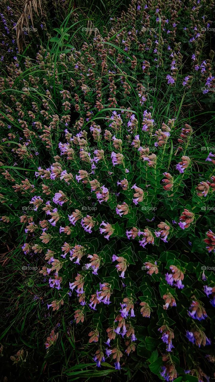 Strobilanthes kunthiana