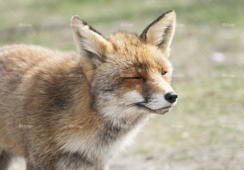 Young fox enjoys the sunshine 
